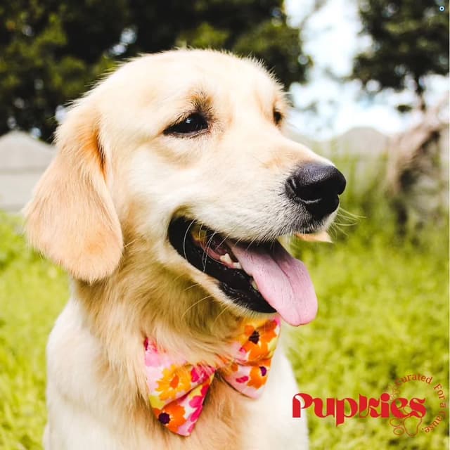 Pupkies Bow Tie on a dog