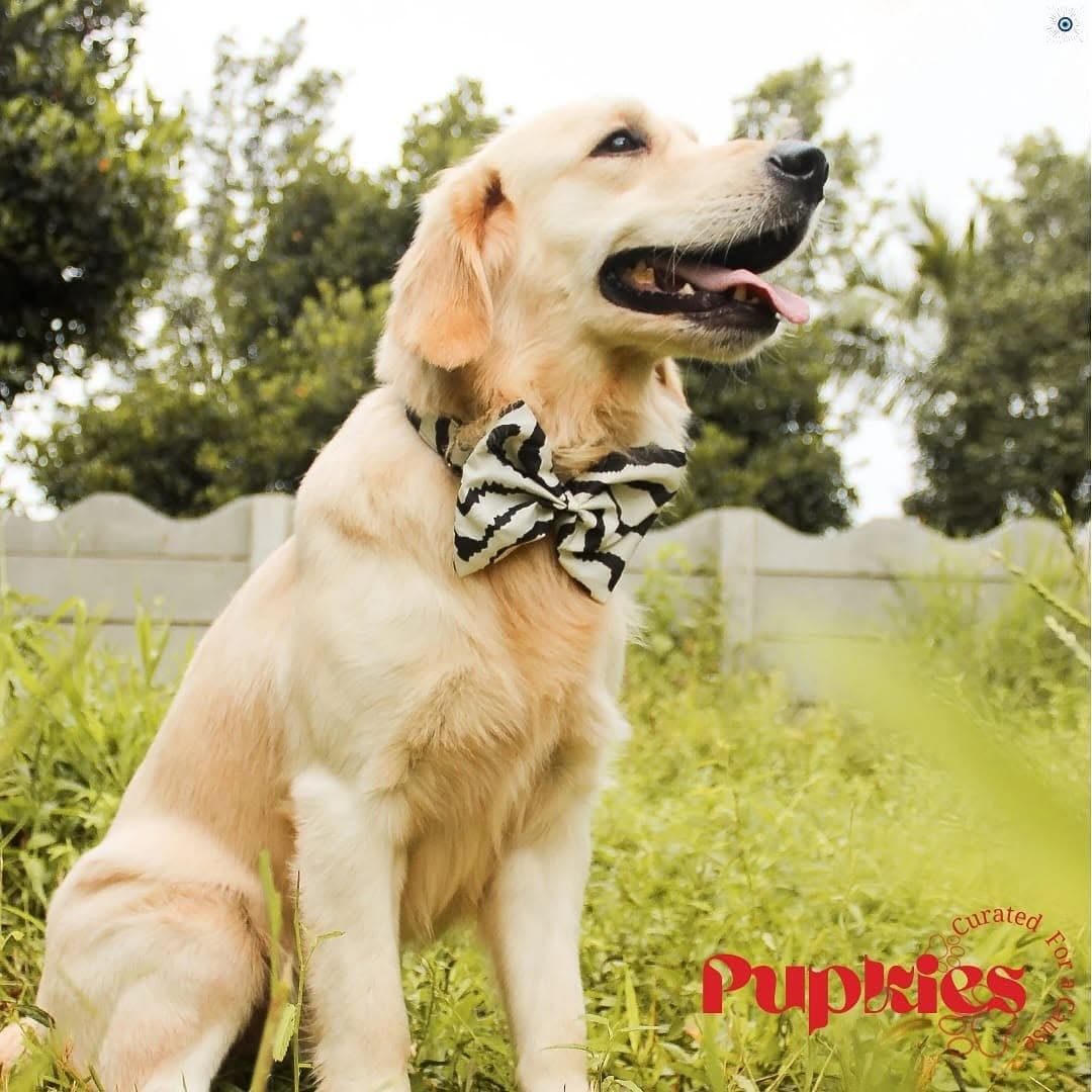 Party Bow Tie Collection