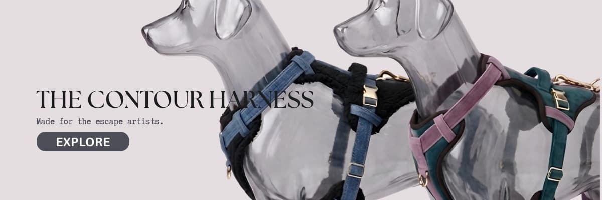 Harness